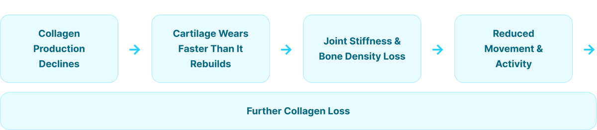 The collagen decline loop diagram