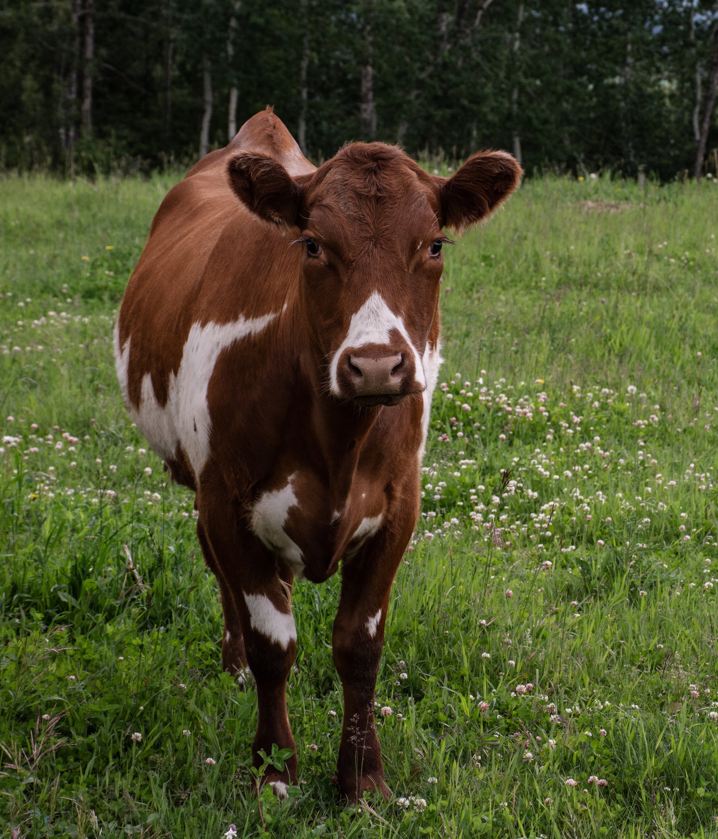 grassfed cow in field