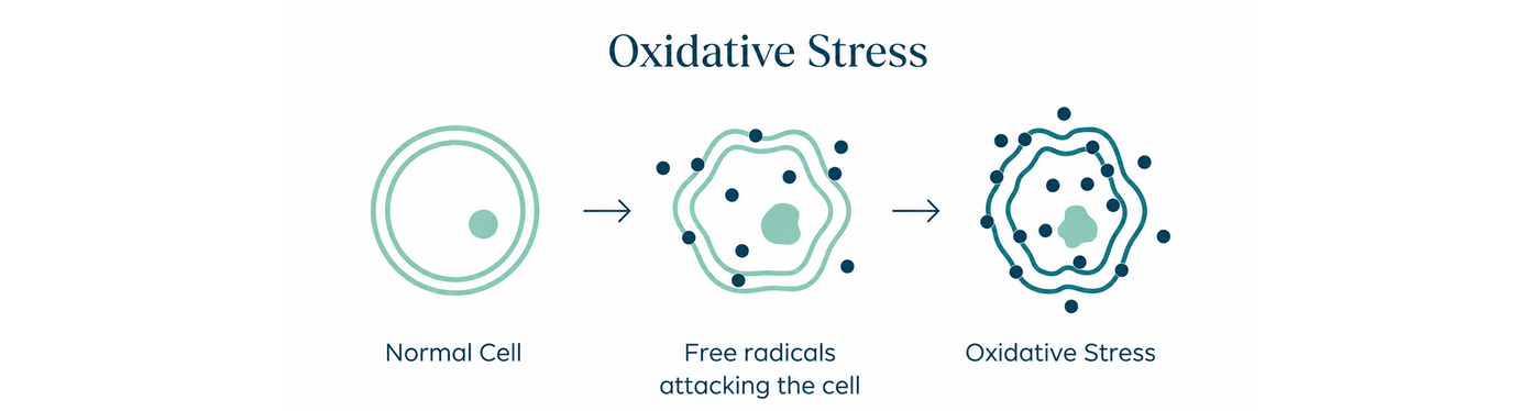 Oxidative stress diagram: normal cell, free radicals attacking the cell, oxidative stress