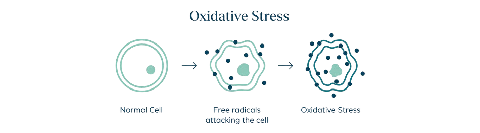 Oxidative stress diagram: normal cell, free radicals attacking the cell, oxidative stress