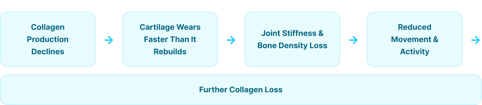 The collagen decline loop diagram