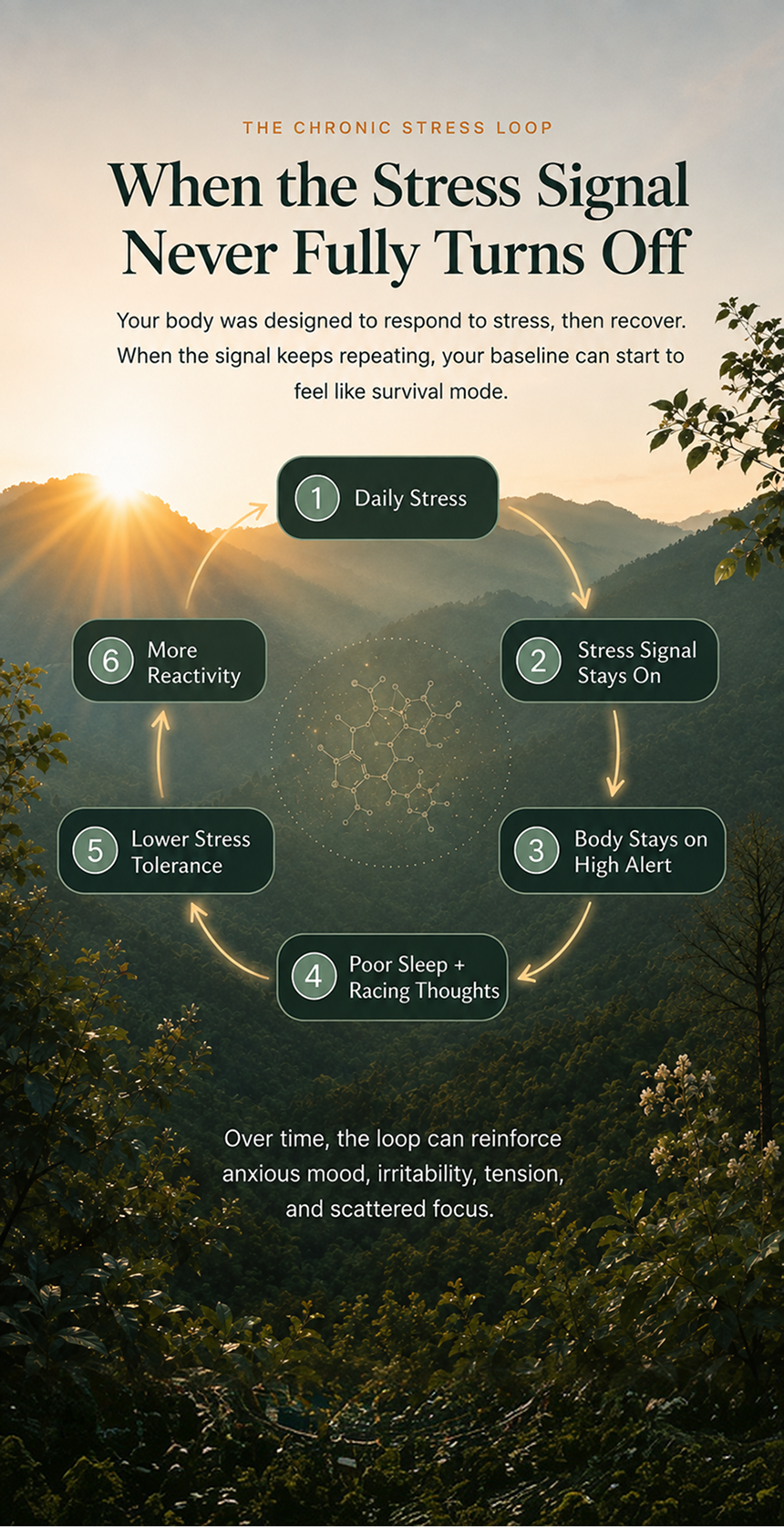 The chronic stress loop