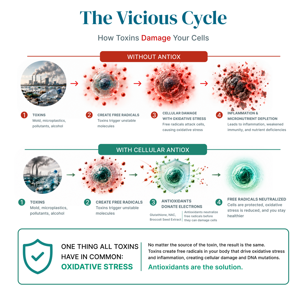 The Vicious Cycle — how toxins damage your cells, with and without antioxidant support